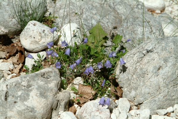 Campanula scheuchzeri subsp. pseudostenocodon / Campanula falsa stenocodon